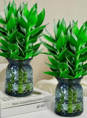 【买一送一】观音竹富贵竹水培植物室内绿色桌面绿植四季净化空气