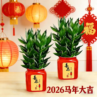水培观音竹招财富贵竹办公室转运竹四季盆栽室内喜庆绿植含盆装饰