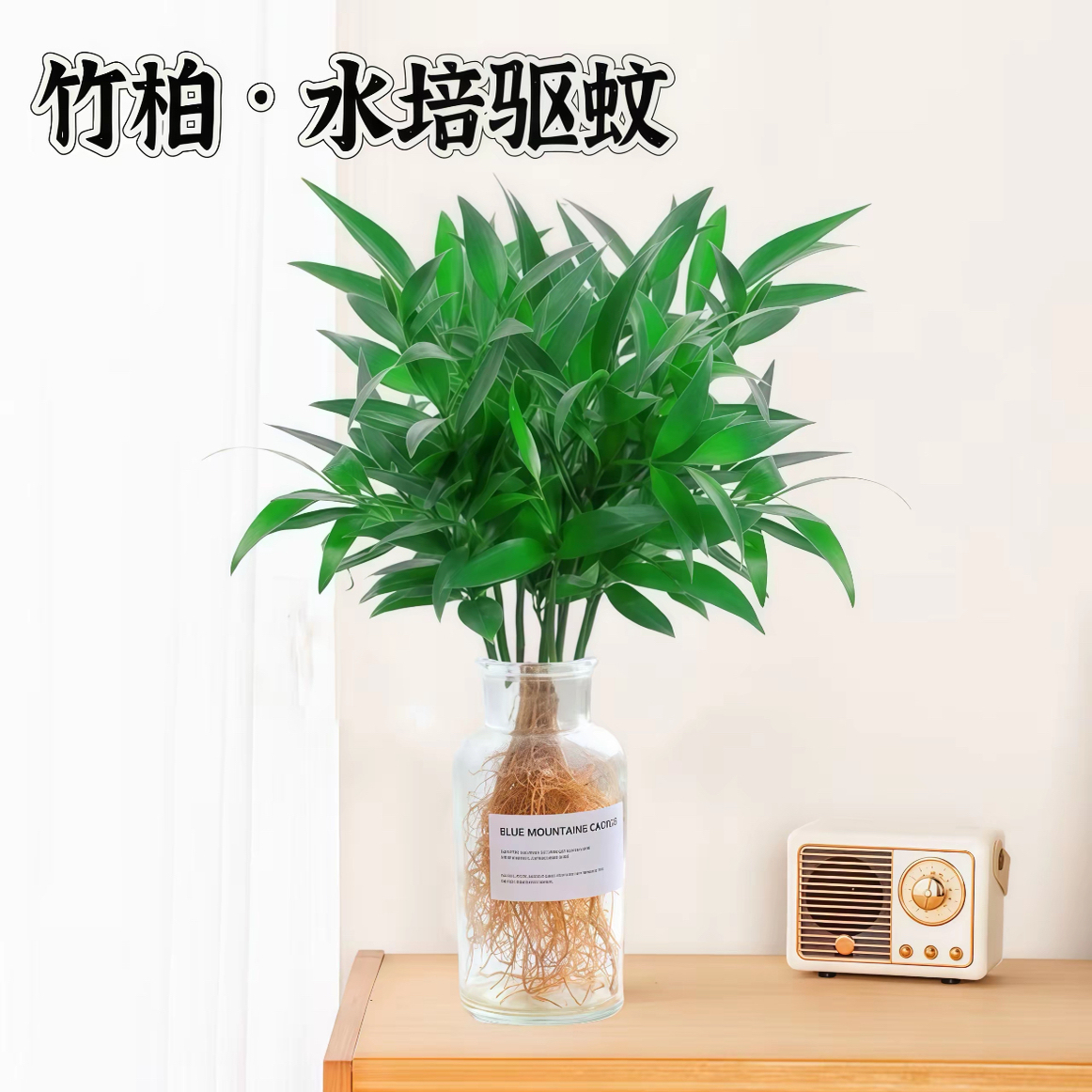 竹柏盆栽水培新宠驱蚊植物绿植