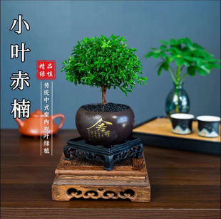 小叶赤楠老桩盆栽客厅桌面盆栽绿植室内阳台四季好养植物茶几盆栽