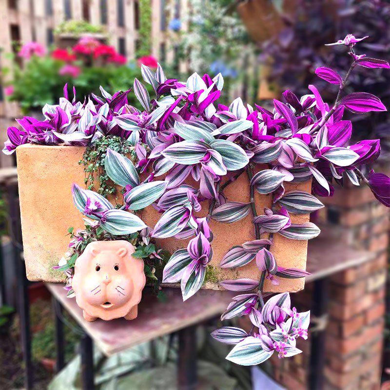 油画婚礼吊兰盆栽大颗胭脂云紫露兰多肉桌面植物室内阳台观叶好养