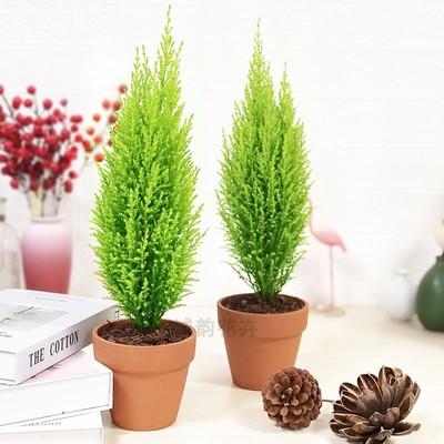 香松阳台客厅清香怡人好养