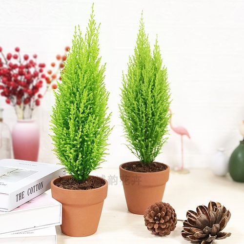 香松阳台客厅清香怡人好养