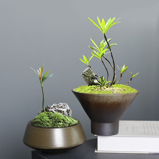 水仙花铜钱盆剑山绿植蕨类米竹文竹无孔水培容器复古新中式花艺盆