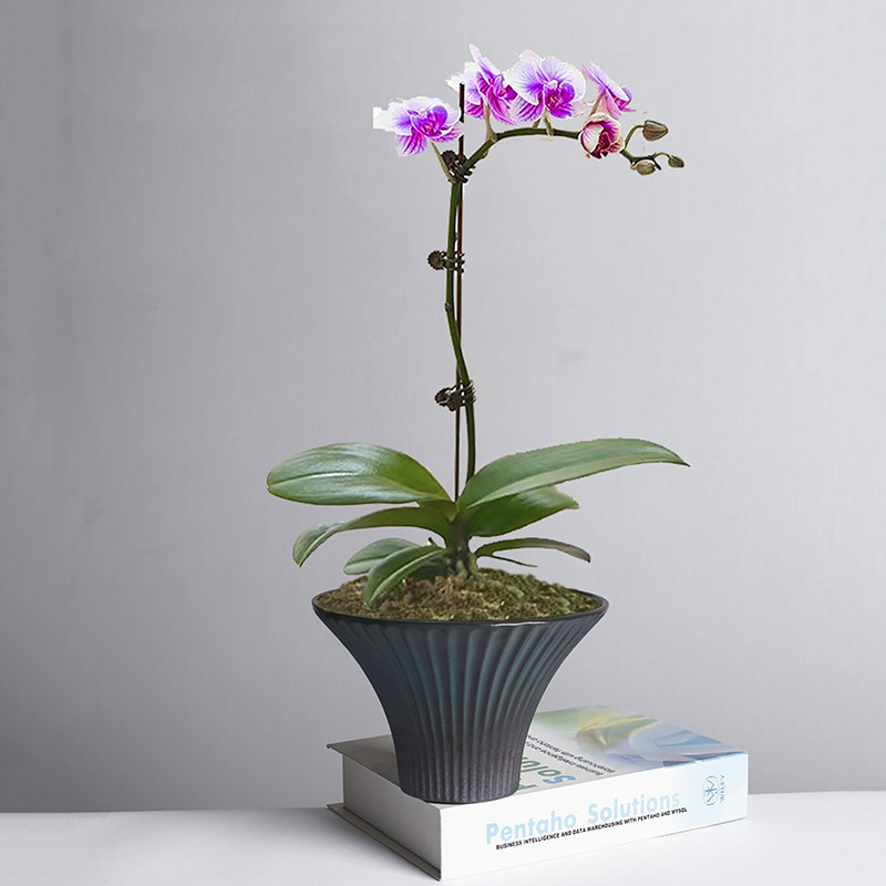 剑山插花单株蝴蝶兰苔藓球花盆陶瓷中式桌面摆件厥类菖蒲铜钱水培,鲜花速递/花卉仿真/绿植园艺,花盆,淘宝优惠券,粉丝福利购,淘宝优惠卷