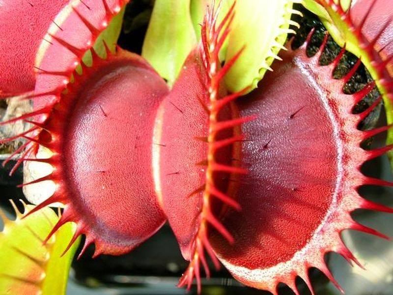 捕蝇草盆栽食人花猪笼草捕虫草扑蝇草室内吃人花超大食虫植物