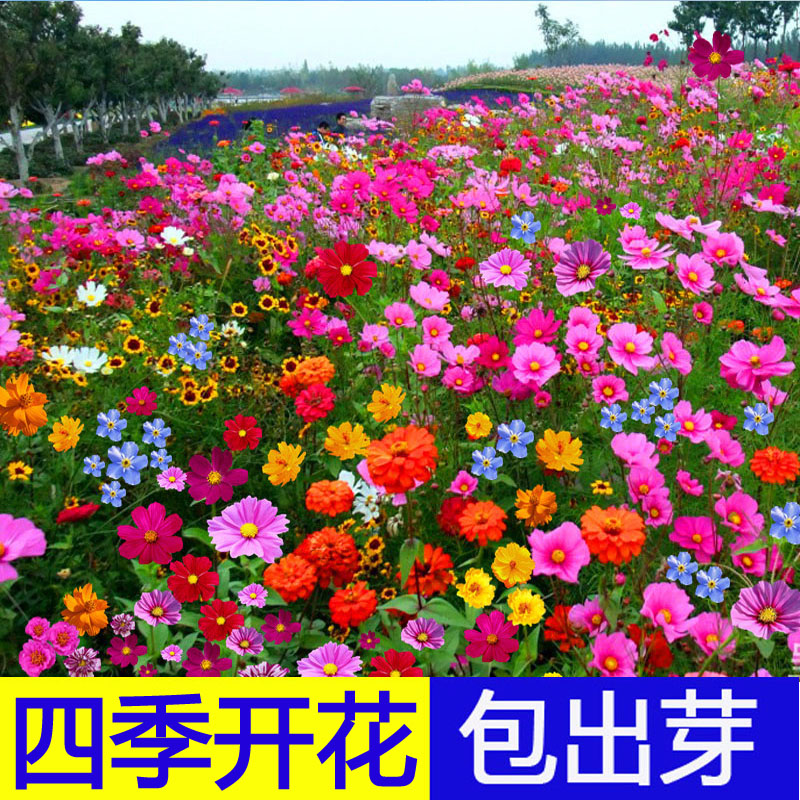 野花组合花种子四季播种室外矮生花种籽子庭院波斯菊格桑花籽大全