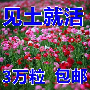 虞美人花种混色冰岛虞美人种子阳台庭院花种籽子四季 播种见土就活