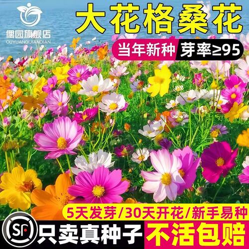 七彩格桑花种籽子波斯菊花种子四季播种开花庭院花海野花组合易活
