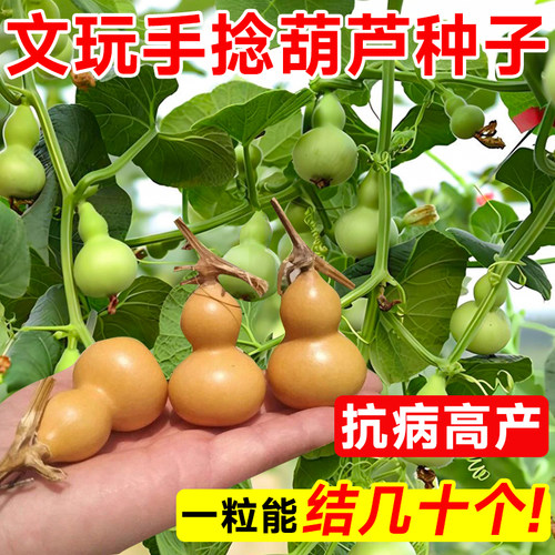 文玩小葫芦种子四季观赏迷你手捻葫芦籽种子阳台庭院种植爬藤植物