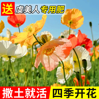 冰岛虞美人花籽一年四季都开花