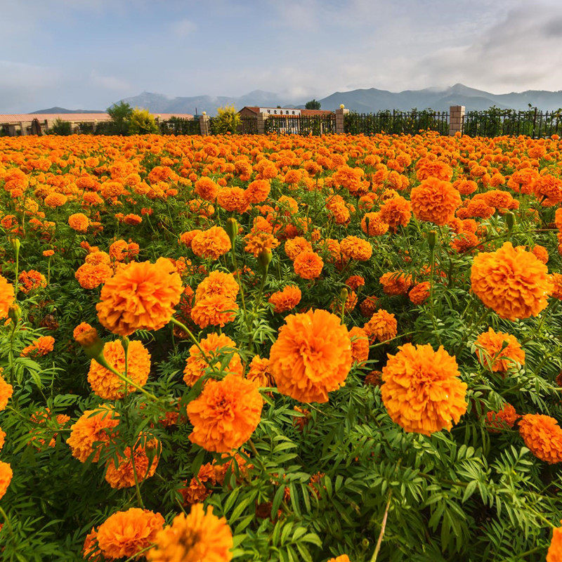 南非万寿菊花种籽子室内外阳台庭院耐寒花卉一年四季都开花籽花海