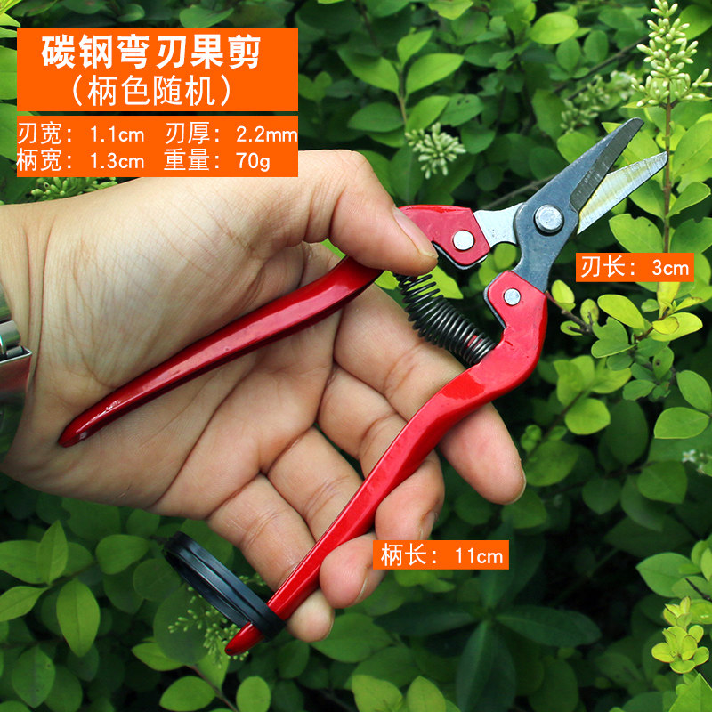 采果剪葡萄桔子蔬果剪枝剪修花剪园艺果树修果工具摘水果剪刀神器 - 实物图