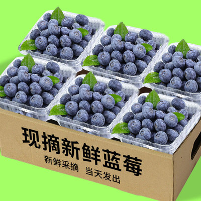 正宗蓝莓新鲜水果顺丰包邮