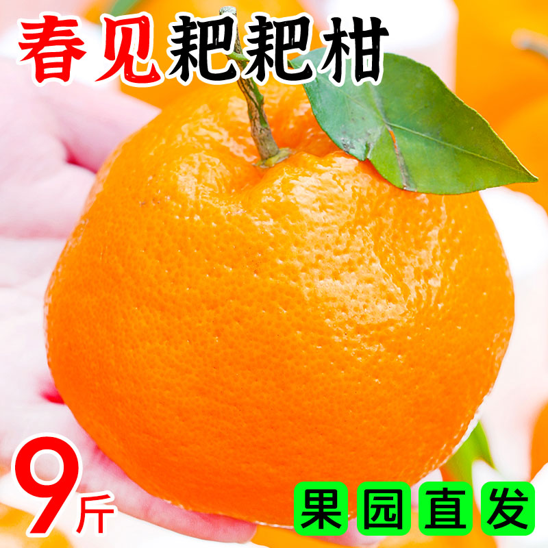 四川春见耙耙柑新鲜水果当季正宗整箱10斤丑柑橘子桔子粑粑柑包邮,水产肉类/新鲜蔬果/熟食,桔子,淘宝优惠券,粉丝福利购,淘宝优惠卷