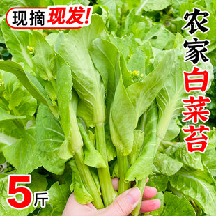 2025贵州白菜苔新鲜现摘现发精选白菜心农家自种鲜嫩爽口火锅炒5