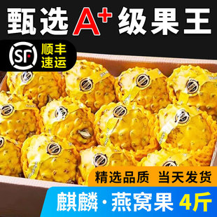 海南燕窝果麒麟果新鲜火龙果大果麒麟果现摘发货高端稀有水果顺丰