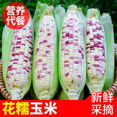 新鲜花糯玉米现摘当季10斤甜玉米棒子苞谷粒花糯玉米整箱包邮