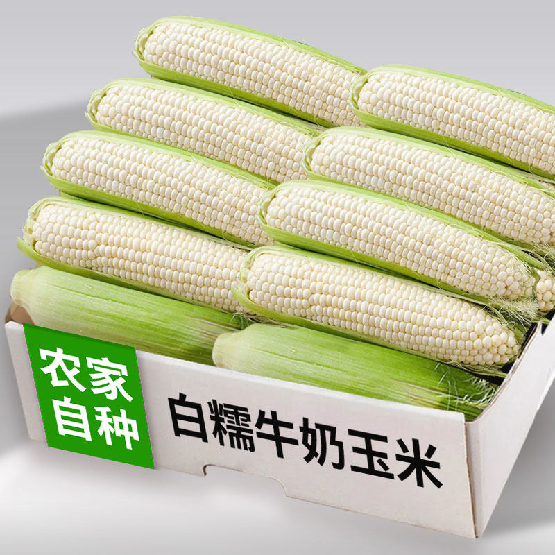 广西黄白糯玉米牛奶玉米甜糯应季白糯棒子苞谷玉米蔬菜整箱包邮9