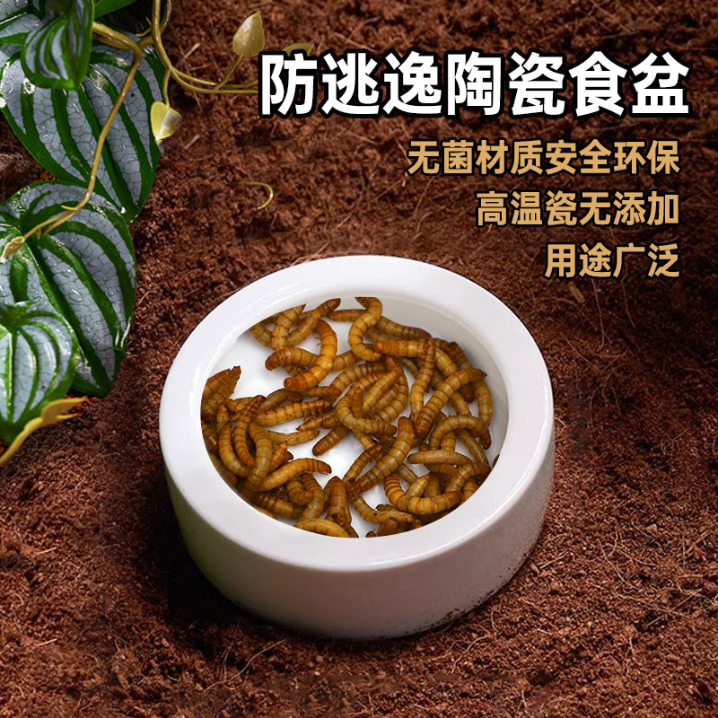 爬宠防逃逸陶瓷食盆守宫蜥蜴爬虫水盆大小号杜比亚蟑螂活面包虫-封面