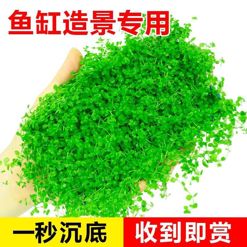 【官方旗舰】超值盒装爬地矮珍珠水草趴地矮日本高珍珠鱼缸造景草