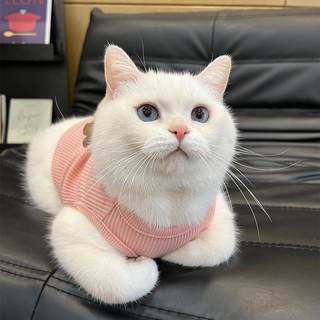 猫咪可爱的衣服夏季薄款猫猫宠物猫布偶猫蓝猫公猫背心无袖防掉毛