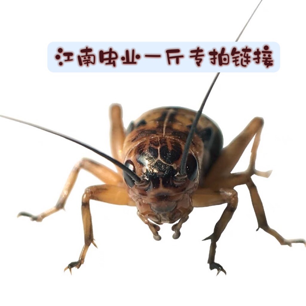 一斤500g蟋蟀活物油葫芦双斑黑蛐蛐活体饲料针头活虫大黑蛐蛐食