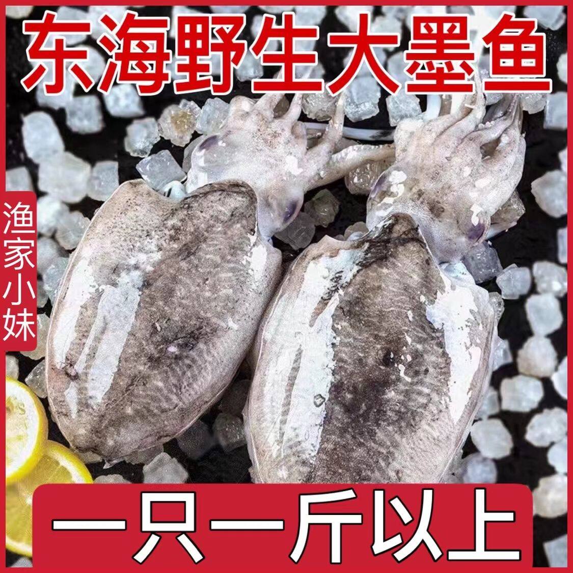 墨斗鱼和墨鱼仔,墨鱼仔鱿鱼_大山谷图库
