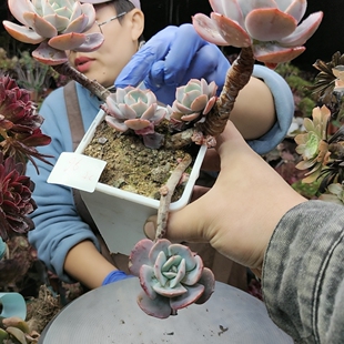 蓝粉台戈老桩2896