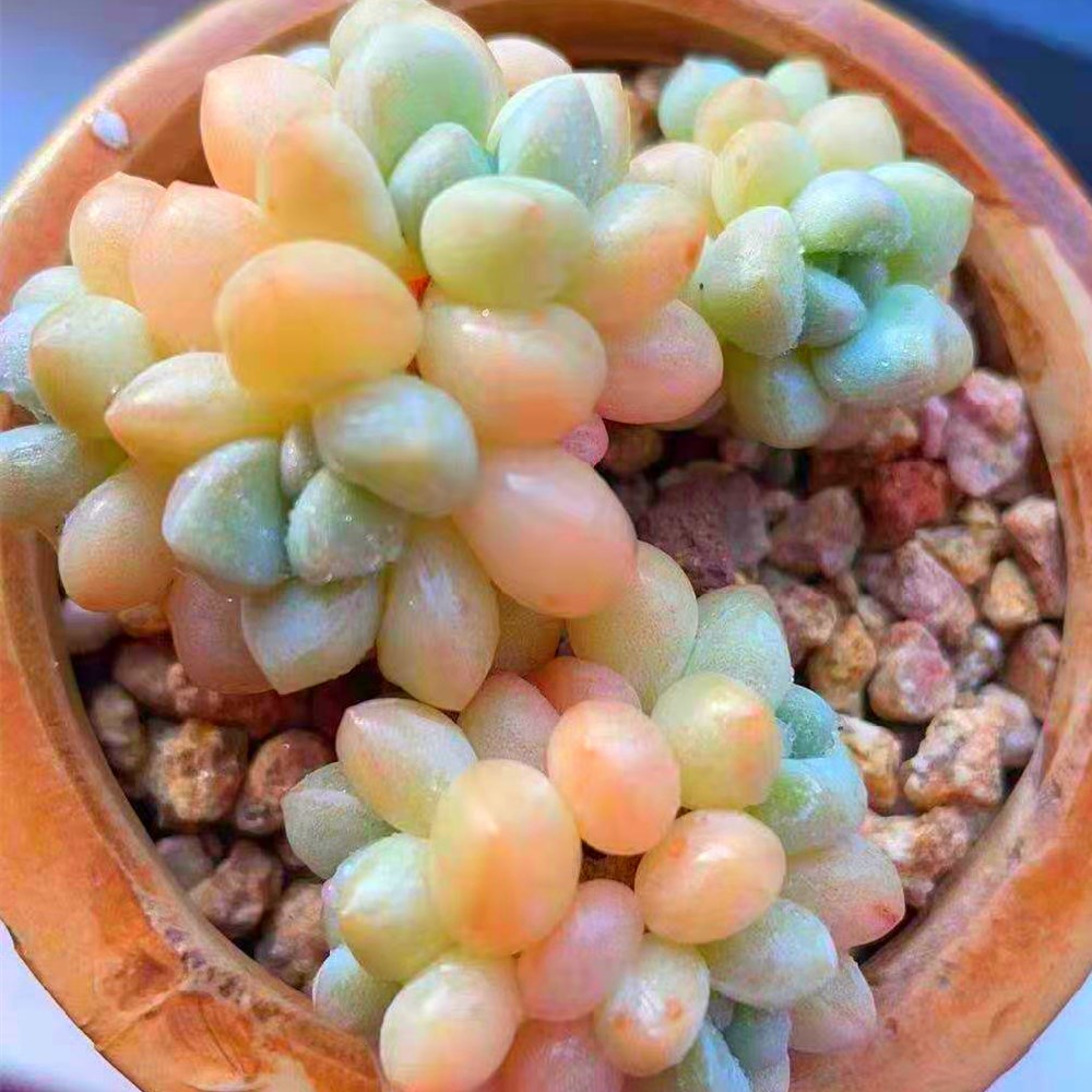 花语轩直播间一物一拍绿植盆栽