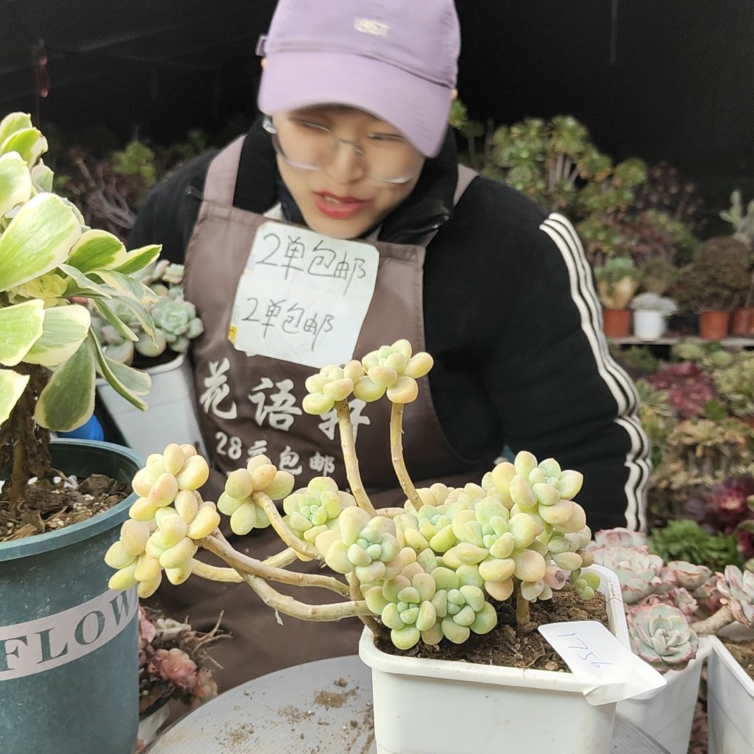 奶酪蛋糕老桩1756,鲜花速递/花卉仿真/绿植园艺,多肉植物,淘宝优惠券,粉丝福利购,淘宝优惠卷