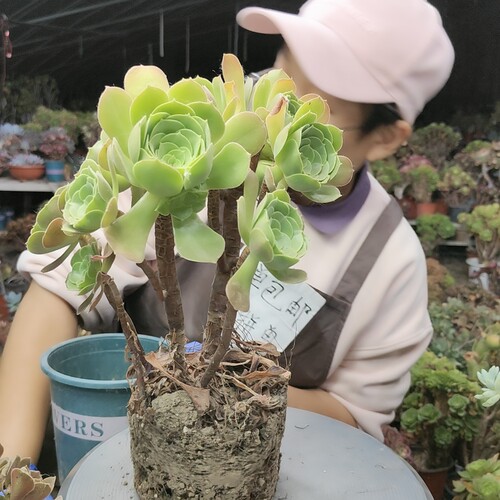 柠檬玫瑰法师老桩713两单包邮两天拼单脱土发货