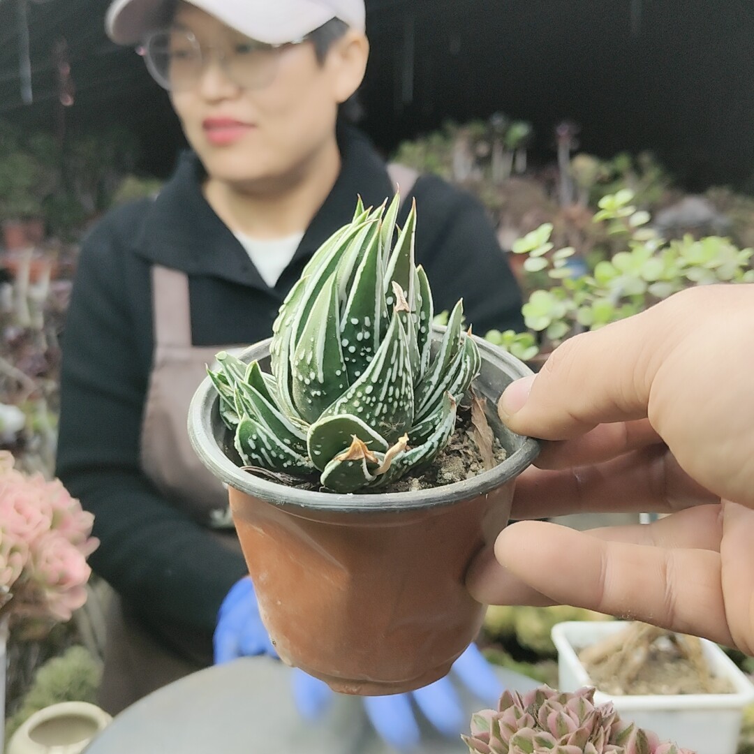 天使之泪芦荟30151两单包邮断枝不售后脱土裸根发货