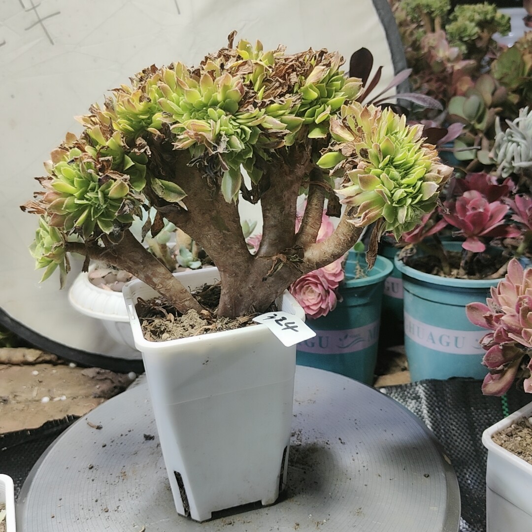 324清濛缀化老桩两单包邮脱土发货