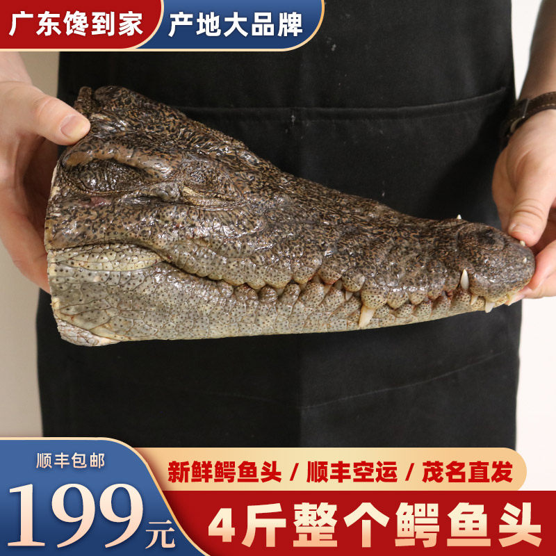 4斤整个鳄鱼头 煲汤滋补新鲜鳄鱼肉整条鳄鱼现杀官方旗舰店包顺丰