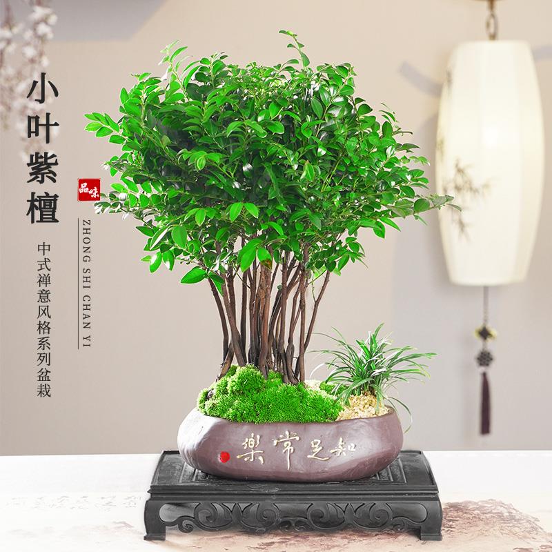知足常乐丛林款小叶紫檀净化空气观叶盆栽绿植桌面观景盆景
