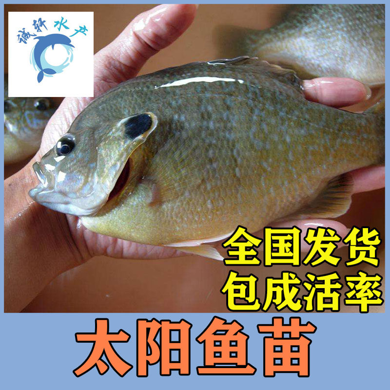 顺丰包邮金边杂交太阳鱼可食用可供观赏无小刺高密度淡水养殖