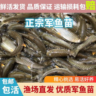 军鱼苗优质原生水库淡水养殖黄娟鱼观赏鱼倒刺鲃鱼苗路亚大鳞吉罗