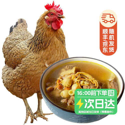黄冈黄油老母鸡农家土鸡煲汤营养