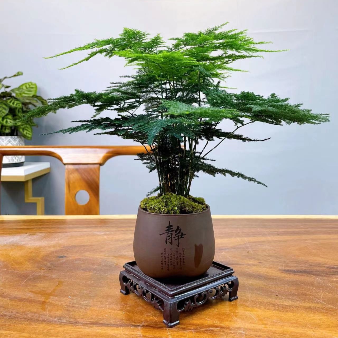 (静)文竹苔藓带盆加底座茶桌造型盆景花卉绿植盆栽