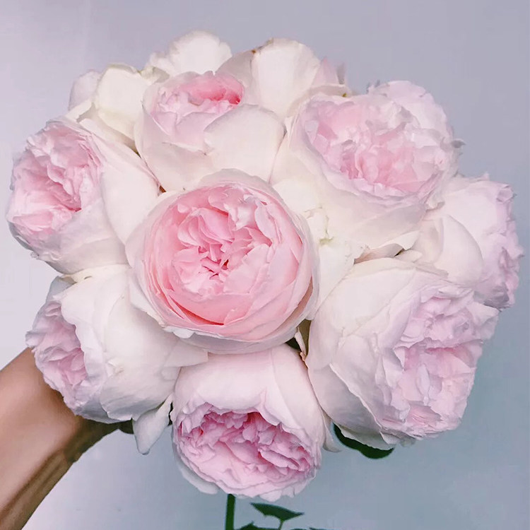 【九语】伊芙乙女心灌木月季花苗庭院阳台盆栽花卉浓香包子四季开