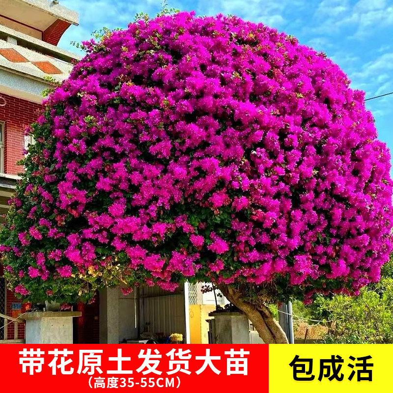 重瓣三角梅庭院四季开花
