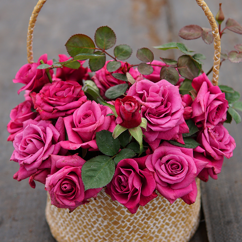 冥王星月季花苗庭院阳台盆栽花卉四季开花紫色多头花卉植物