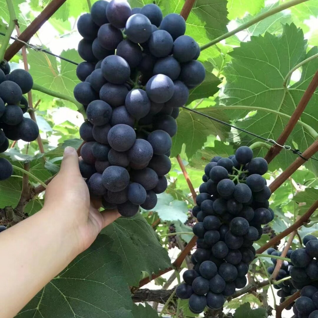 夏黑葡萄树苖盆栽无籽葡萄阳光玫瑰果树四季爬藤巨峰葡萄特大果苗