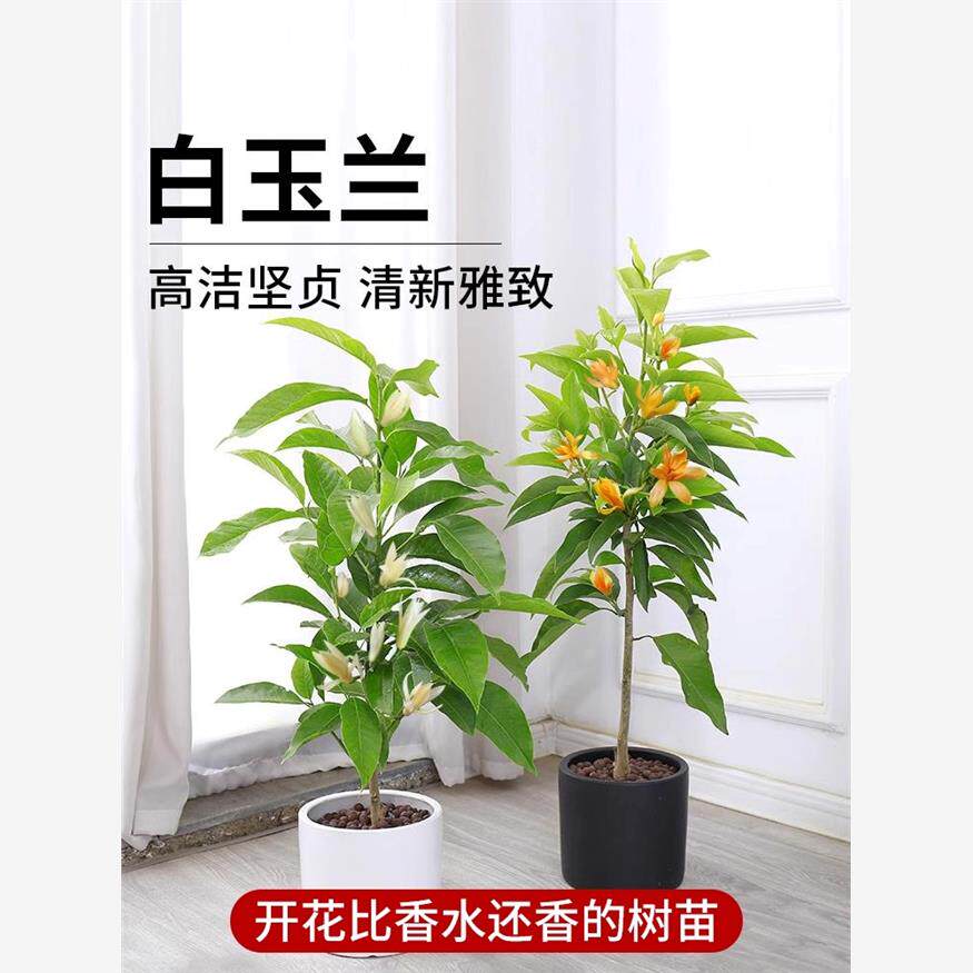 白兰花玉兰花树苗带花苞矮化老桩盆栽紫黄角大树四季开花卉绿植物