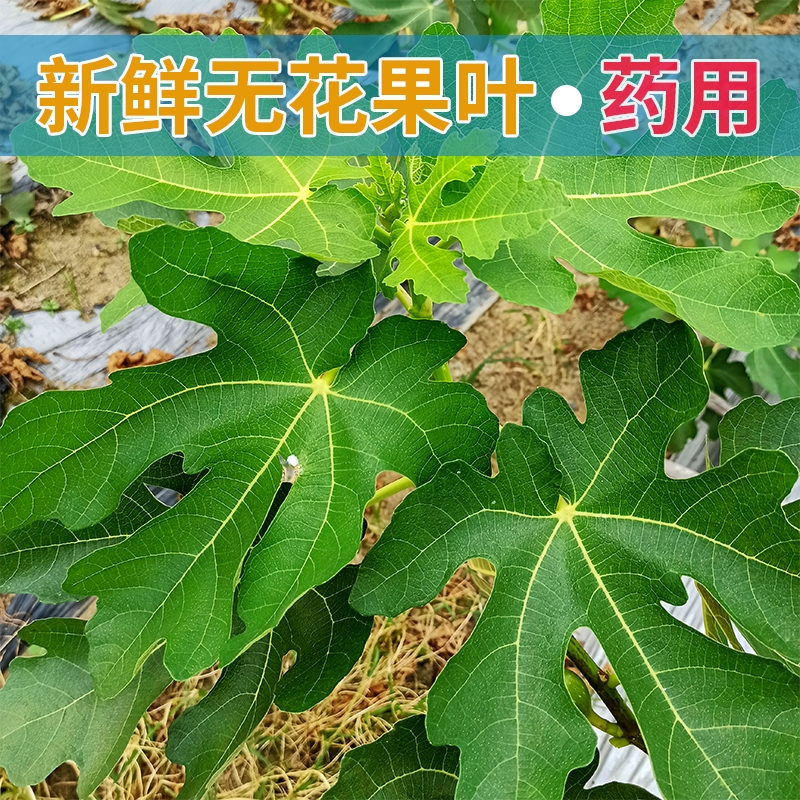 新鲜无花果叶子药用zhi疮熏洗现摘现发树叶500g保鲜产后坐浴包邮-封面