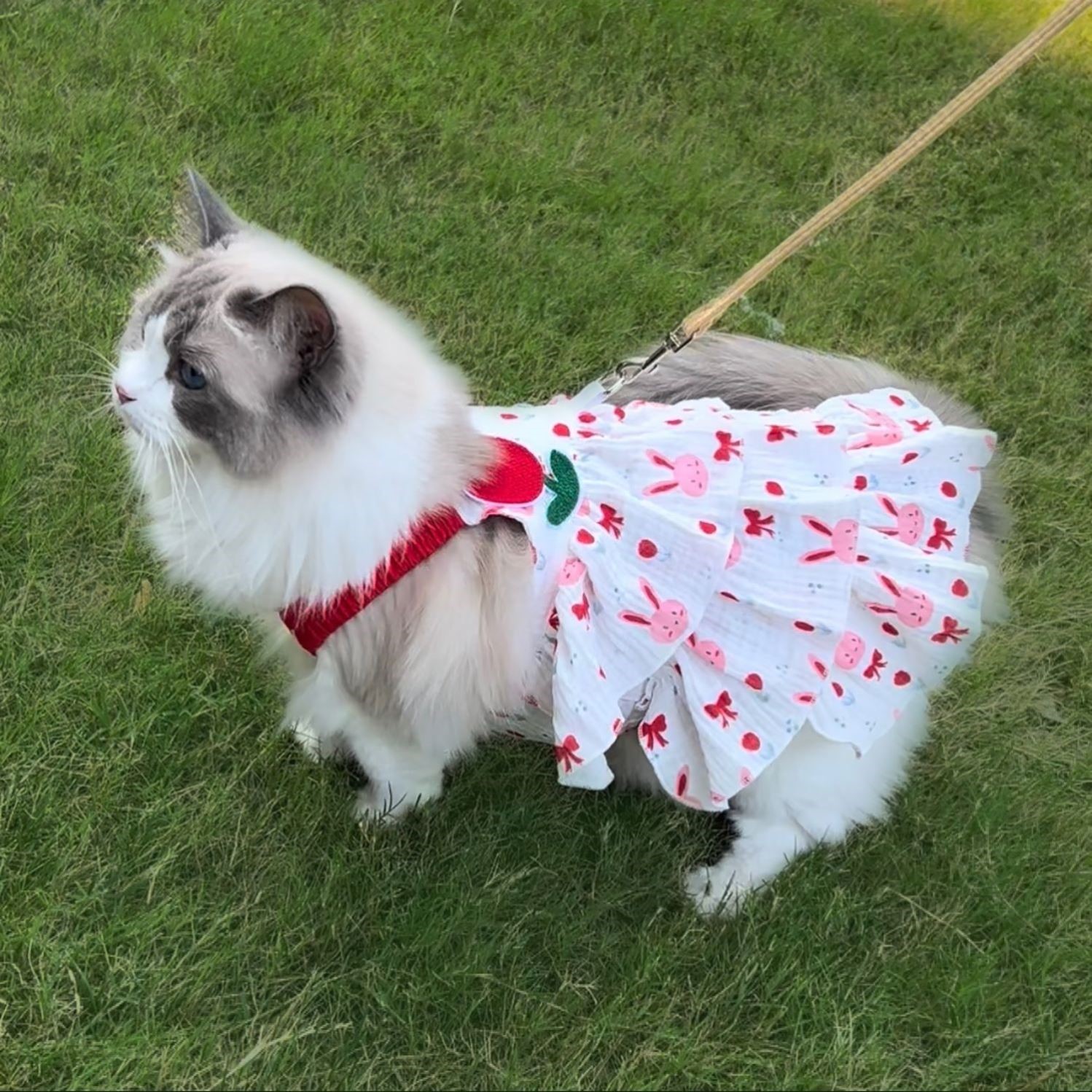 狗狗夏天薄款衣服透气樱桃公主裙可爱小型幼犬泰迪比熊博美防掉毛图片