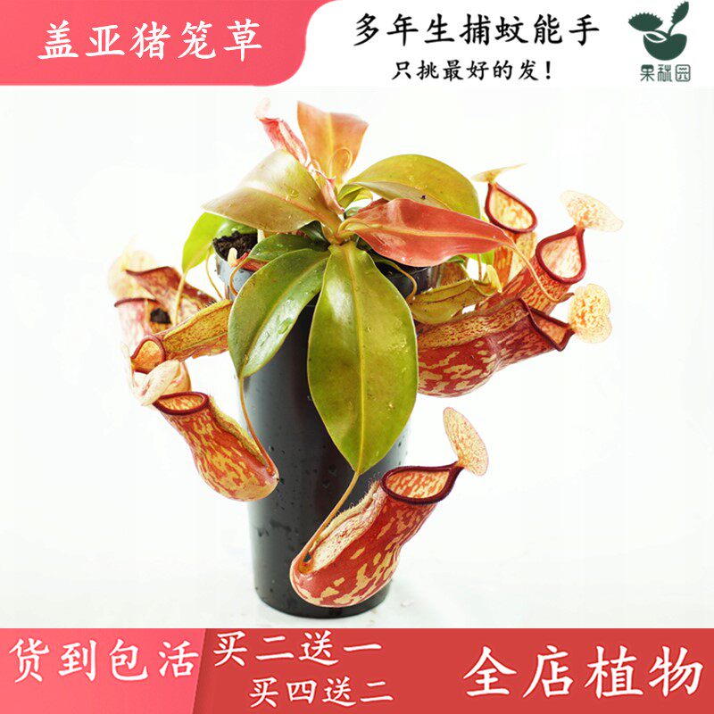 盖亚猪笼草【食虫植物驱蚊草红大笼子绿植盆栽造景观缸养食虫草】