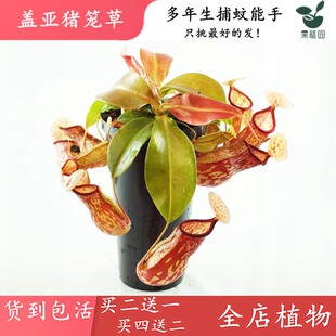 蓋亞豬籠草 食蟲植物驅蚊草紅大籠子綠植盆栽造景觀缸養食蟲草