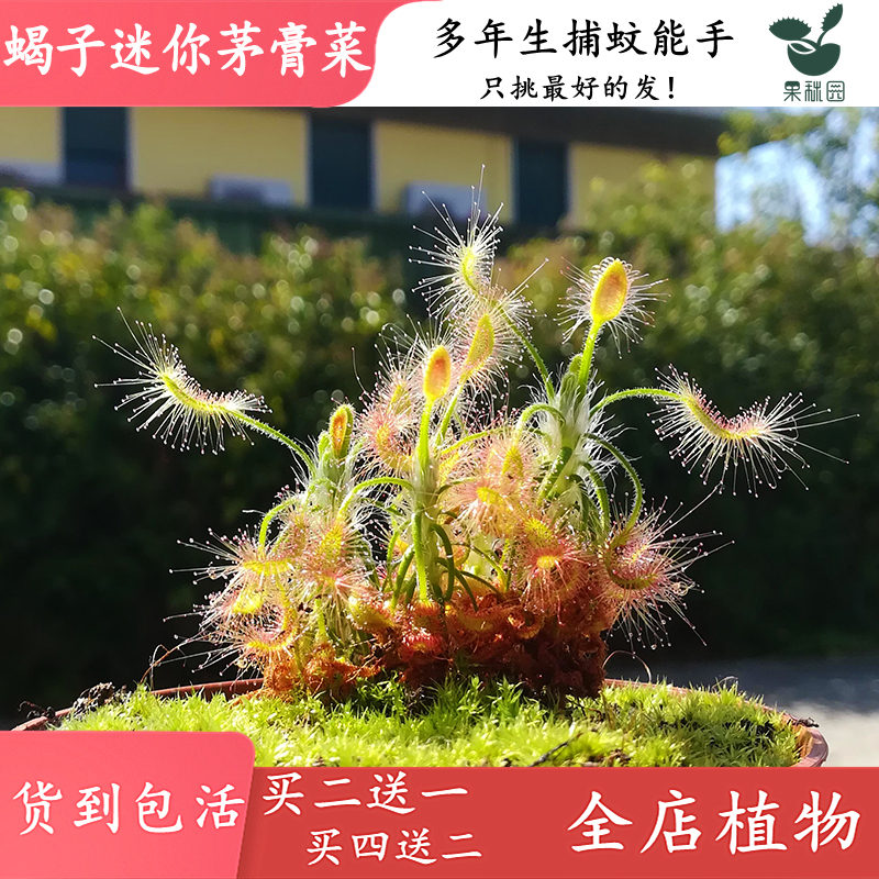 食虫植物买二送一，买四送二，买多送多